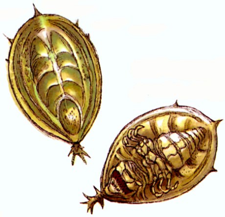 Orbalisk Swarm