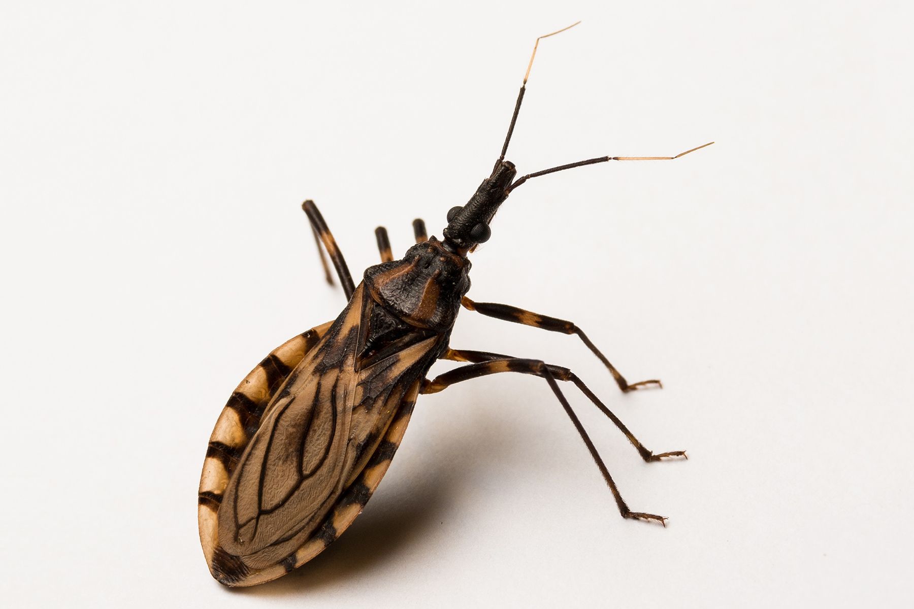 Pelko Bug
