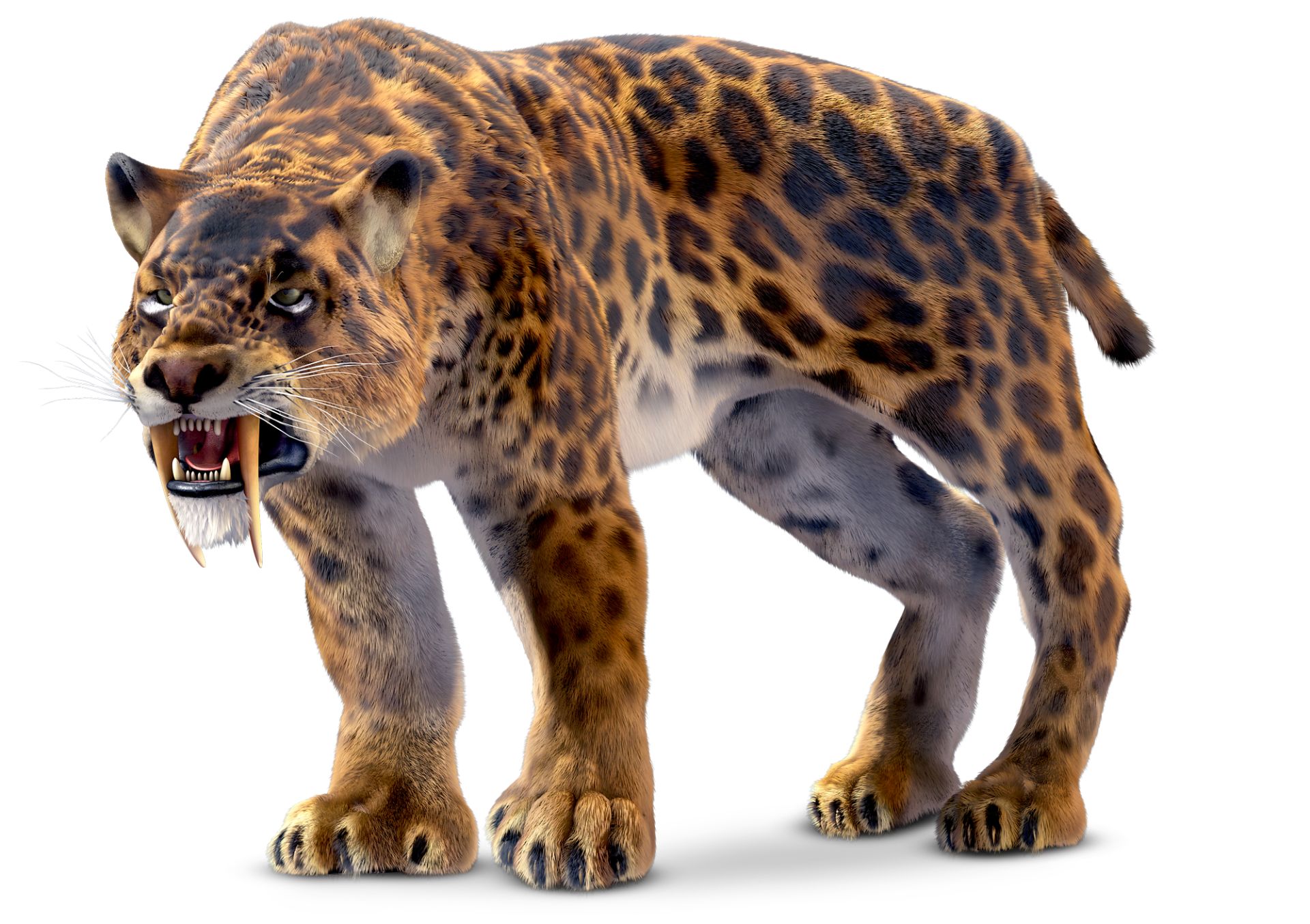 Tusk Cat
