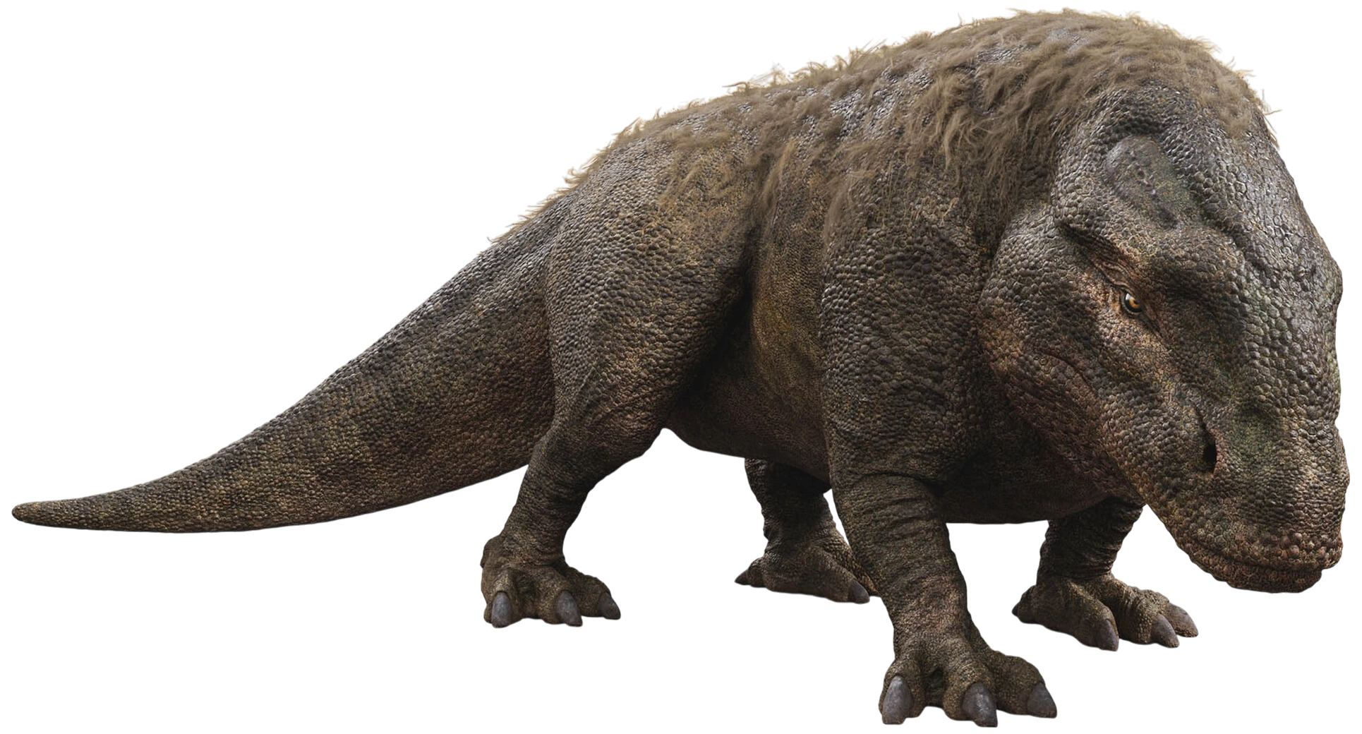 Dewback, Adolescent