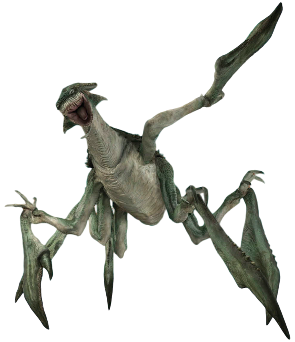 Acklay, Adult
