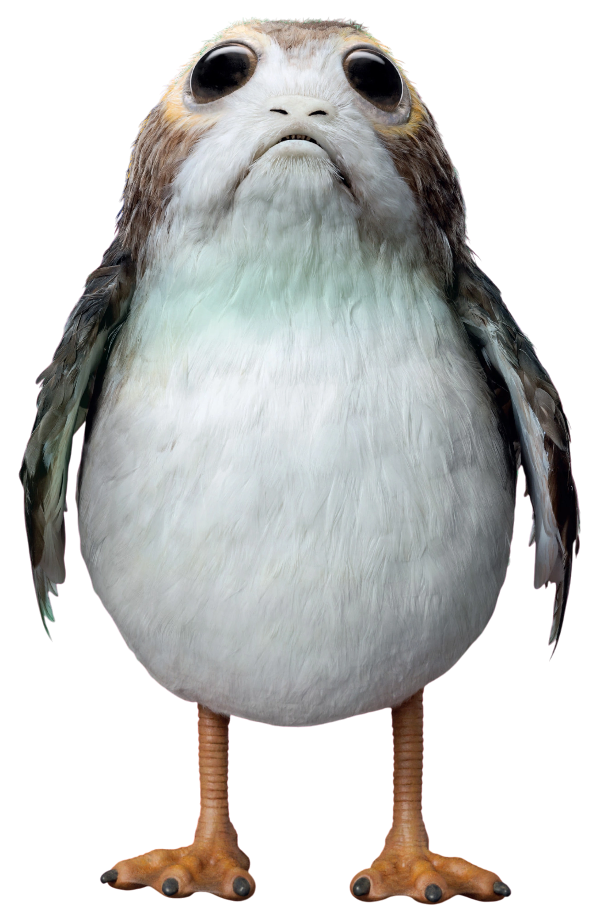 Porg